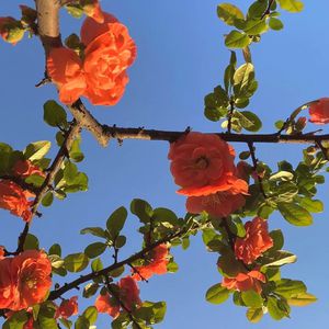 日语五十路和六十路的区别
